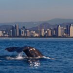1 san diego whale watching cruise San Diego Whale Watching Cruise