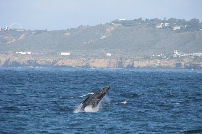 San Diego Whale Watching Cruise