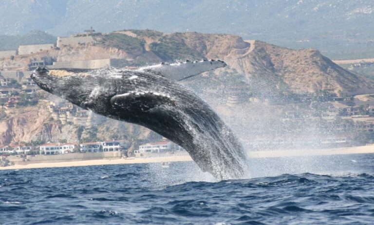 San Jose Del Cabo Private Whale Watching