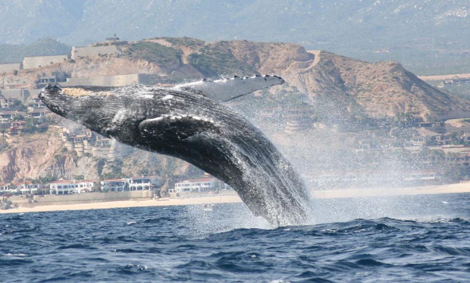 1 san jose del cabo private whale watching San Jose Del Cabo Private Whale Watching