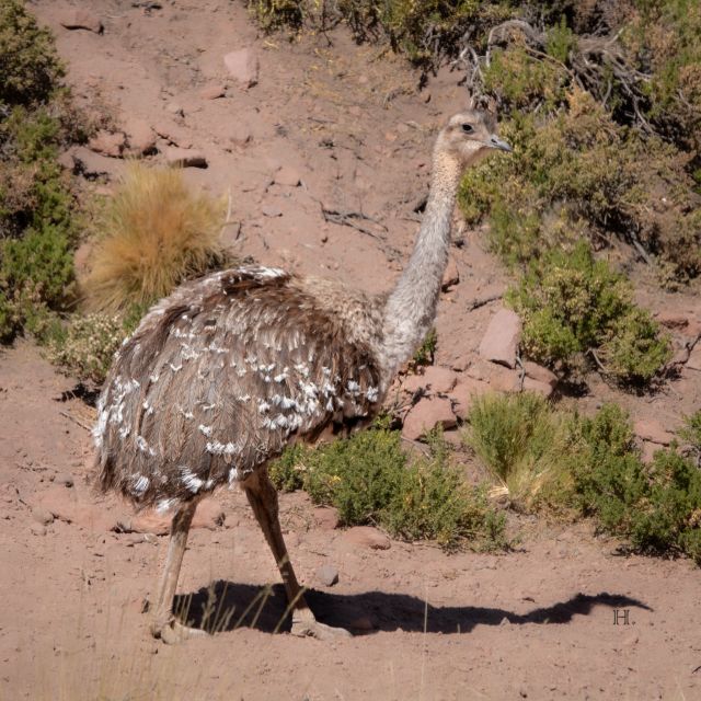 San Pedro De Atacama: Wildlife Safari and Photography Tour