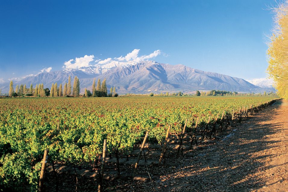 1 santiago main chilean wineries private half day tours Santiago: Main Chilean Wineries Private Half-Day Tours