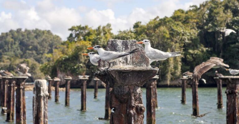 Santo Domingo: Los Haitises Private Day Trip