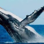 1 santo domingo whale watching and cayo levantado Santo Domingo: Whale Watching and Cayo Levantado
