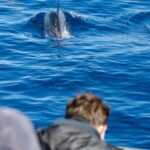1 sao miguel wild swimming with dolphins São Miguel: Wild Swimming With Dolphins