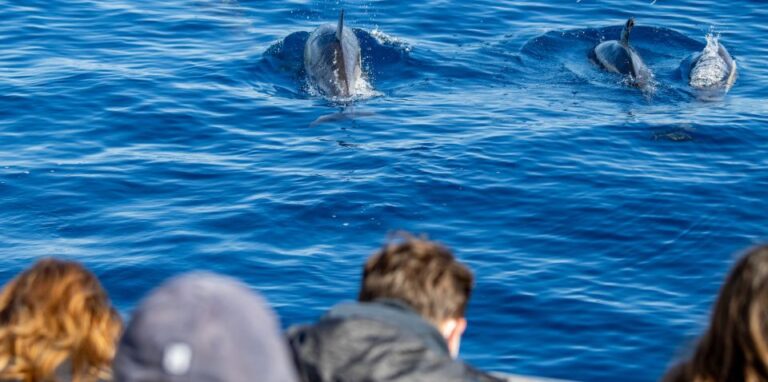 São Miguel: Wild Swimming With Dolphins