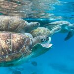 1 sao vicente snorkel with sea turtles adventure São Vicente: Snorkel With Sea Turtles Adventure