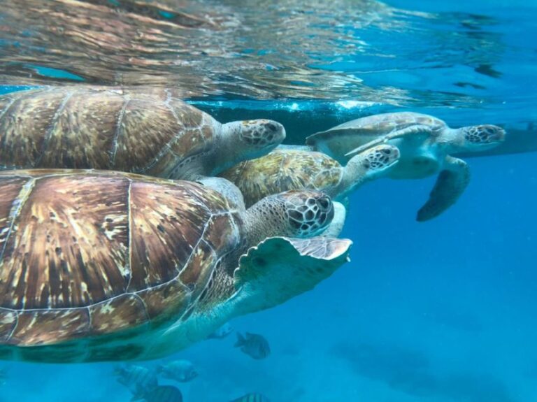 São Vicente: Snorkel With Sea Turtles Adventure