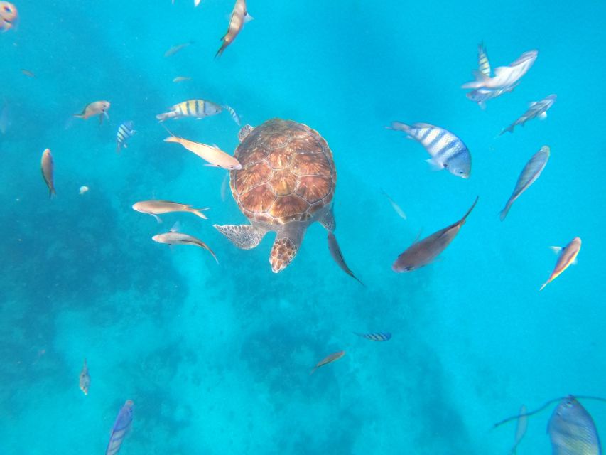 1 sao vicente snorkeling with turtles breathtaking São Vicente: Snorkeling With Turtles Breathtaking Experience
