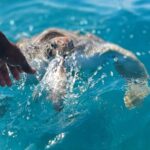 1 sao vicente swimming and snorkeling tour with sea turtles São Vicente: Swimming and Snorkeling Tour With Sea Turtles
