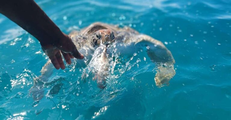 São Vicente: Swimming and Snorkeling Tour With Sea Turtles