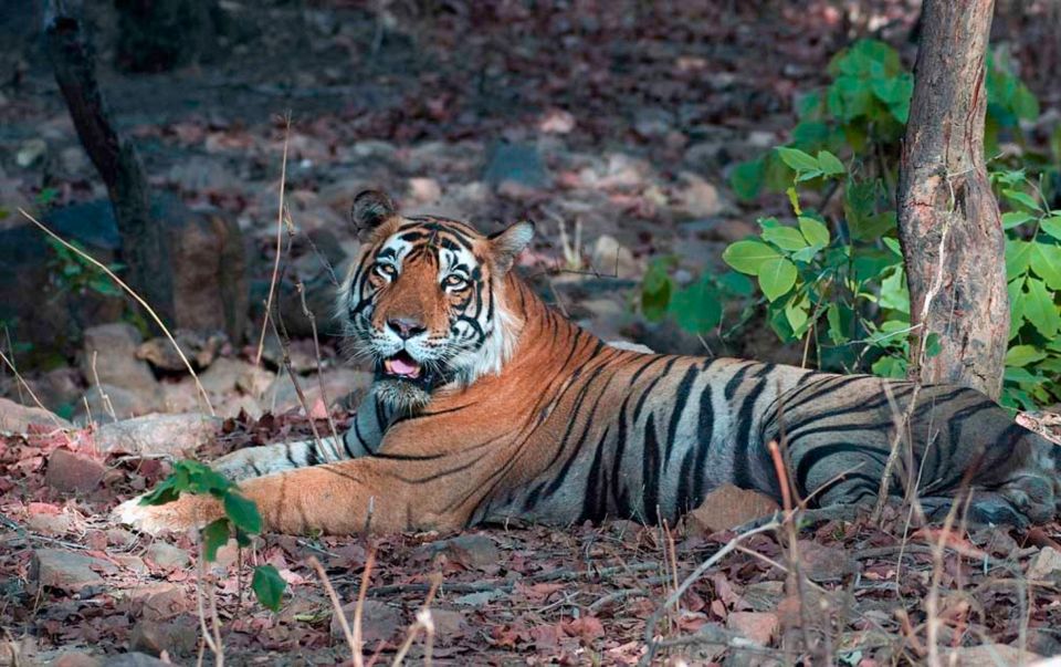 Sawai Madhopur: Ranthambore Guided Safari Trip