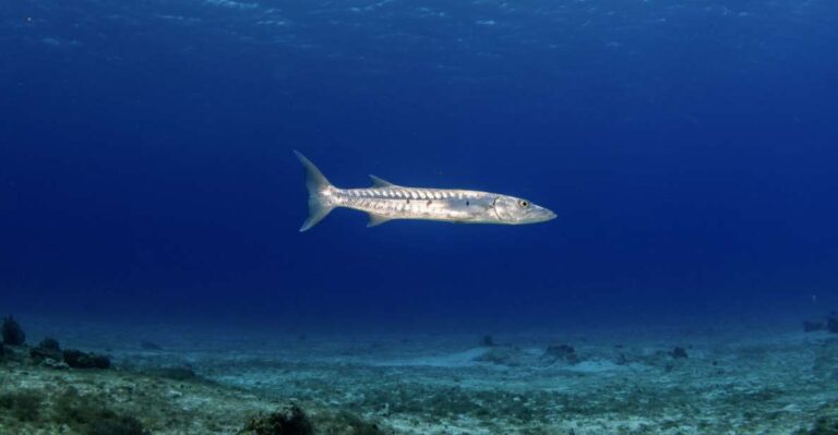 Scuba Diving Refresher in Cozumel