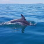 1 seal and dolphin watching eco boat cruise mornington peninsula Seal and Dolphin Watching Eco Boat Cruise Mornington Peninsula