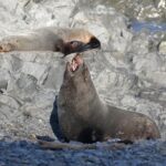1 seal coast safari tour by 4wd Seal Coast Safari Tour by 4WD