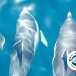 1 seal dolphin swim tour Seal & Dolphin Swim Tour