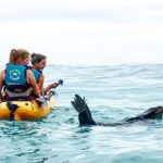 1 seal kayaking adventure in kaikoura Seal Kayaking Adventure in Kaikoura