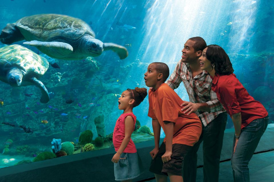 1 seaworld orlando park admission ticket SeaWorld Orlando: Park Admission Ticket