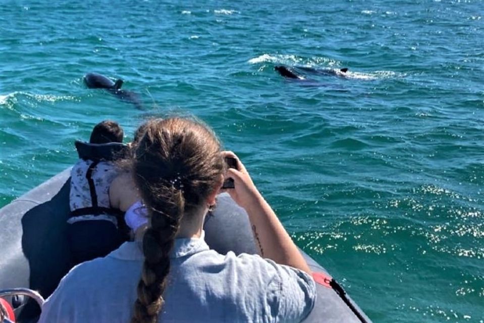 1 setubal dolphin watching boat tour Setúbal: Dolphin-Watching Boat Tour