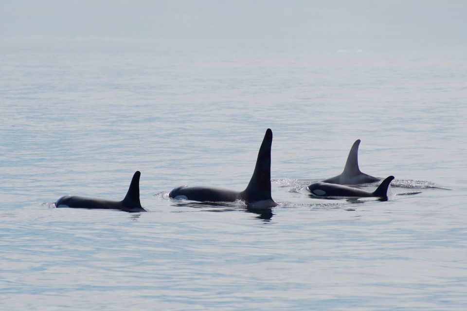 Seward: Resurrection Bay and the Kenai Fjords Orca Cruise