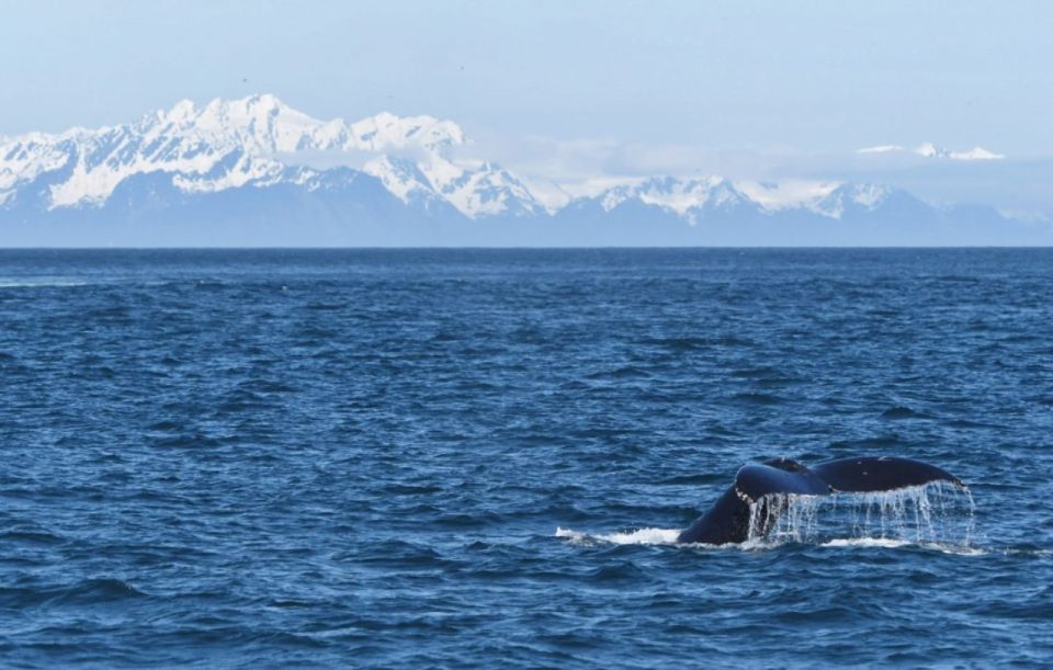 1 seward spring wildlife guided cruise with coffee and tea Seward: Spring Wildlife Guided Cruise With Coffee and Tea