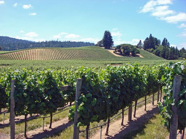 SF: 1-Day Hop-on Hop-off Tour & Napa/Sonoma Wine Tour