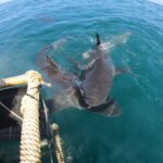 1 shark cage diving and boat viewing gansbaai Shark Cage Diving and Boat Viewing : Gansbaai