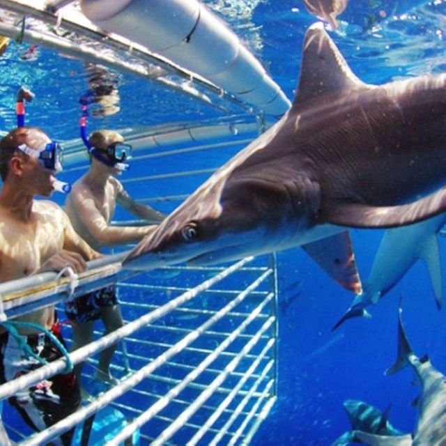 Shark Cage Diving: Full Day Tour Transfer