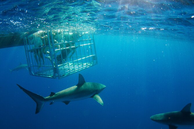 1 shark cage diving on the world famous north shore of oahu hawaii Shark Cage Diving On "The World Famous North Shore of Oahu", Hawaii