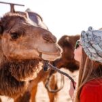 1 sharm arabian adventure horse ride camel ride w breakfast Sharm: Arabian Adventure Horse Ride & Camel Ride W Breakfast
