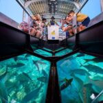 1 sharm el sheik coral reef glass bottom boat tour Sharm El-Sheik: Coral Reef Glass-Bottom Boat Tour