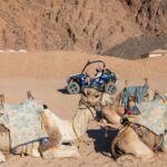 1 sharm el sheikh bedouin tent and buggy desert day tour Sharm El-Sheikh: Bedouin Tent and Buggy Desert Day Tour
