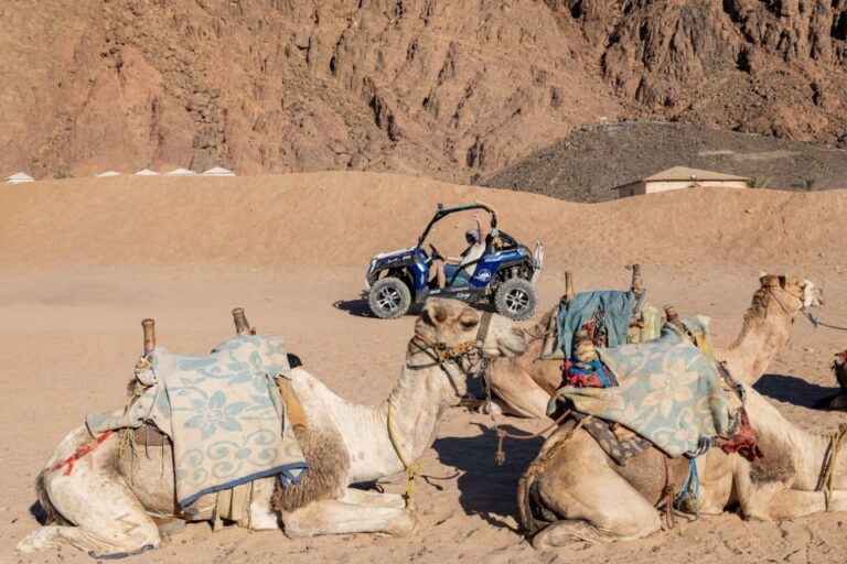 Sharm El-Sheikh: Bedouin Tent and Buggy Desert Day Tour