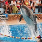 1 sharm el sheikh dolphin show optional swimming w dolphins 2 Sharm El-Sheikh: Dolphin Show & Optional Swimming W/Dolphins