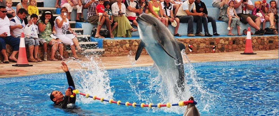 1 sharm el sheikh dolphin show optional swimming w dolphins 2 Sharm El-Sheikh: Dolphin Show & Optional Swimming W/Dolphins