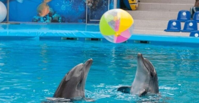 Sharm El-Sheikh: Dolphin Show & Optional Swimming W/Dolphins