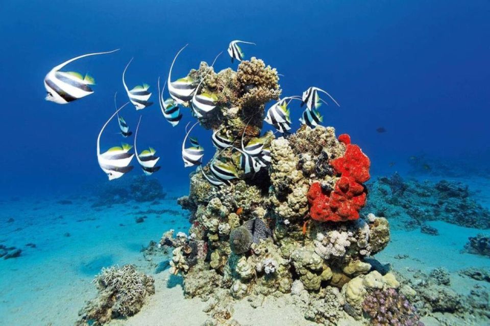 1 sharm el sheikh tiran island boat trip w private transfers Sharm El Sheikh: Tiran Island Boat Trip W Private Transfers