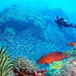 1 sharm el sheikh tiran island cruise tour with intro dive Sharm El Sheikh: Tiran Island Cruise Tour With Intro Dive