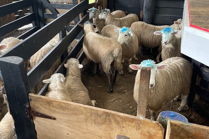 Sheep World Country Tour From Auckland