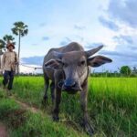 1 siem reap guided countryside sunset tour by jeep Siem Reap: Guided Countryside Sunset Tour by Jeep
