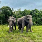 1 siem reap kulen elephant forest tonlesap lake Siem Reap: Kulen Elephant Forest & Tonlesap Lake