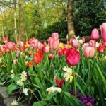 1 sightseeing tour to keukenhof tulip gardens fields and giethoorn from amsterdam Sightseeing Tour to Keukenhof Tulip Gardens Fields and Giethoorn From Amsterdam