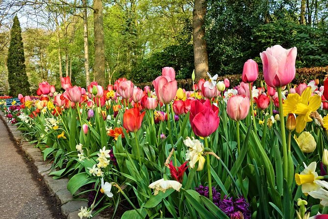 Sightseeing Tour to Keukenhof Tulip Gardens Fields and Giethoorn From Amsterdam