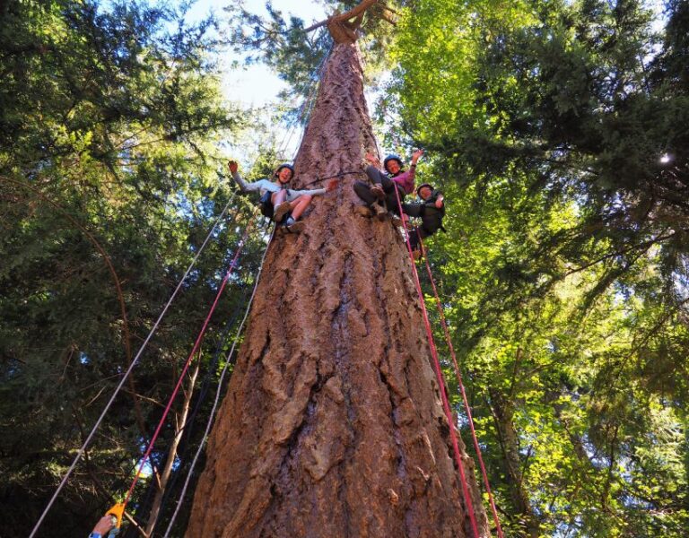 Silver Falls: Old-Growth Tree Climbing Adventure