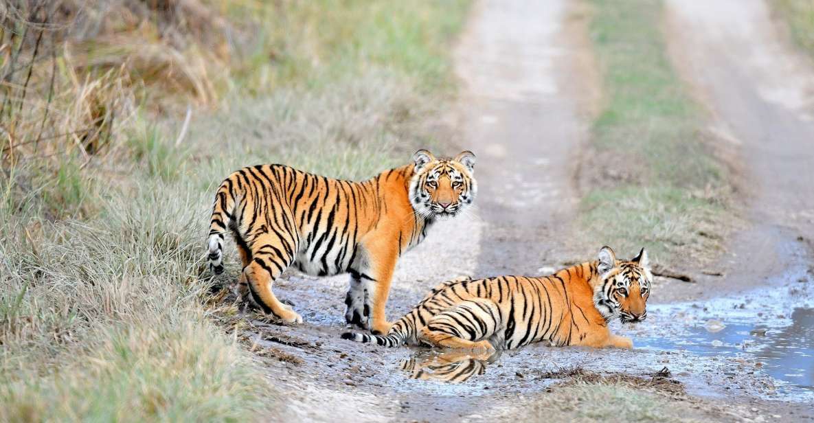 Skip The Line Access: Panna National Park Jungle Safari