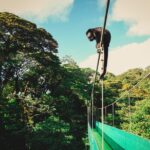 1 sky walk sky tram sky trek zipline from monteverde Sky Walk- Sky Tram & Sky Trek Zipline From Monteverde