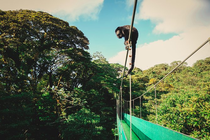 Sky Walk- Sky Tram & Sky Trek Zipline From Monteverde