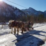 1 sleigh ride in the wildalpen Sleigh Ride in the Wildalpen