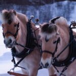 1 sleigh ride w snacks experience arctic farm life Sleigh Ride W/ Snacks - Experience Arctic Farm Life