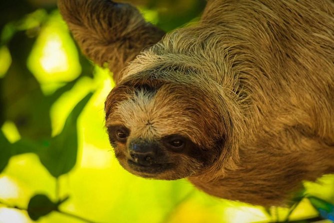 Sloths Sanctuary/Monkeys Play Dune Buggy/ATV Adventure & Private Beach Resort